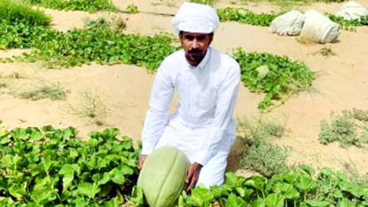 അ​ൽ​അ​ഹ്സ​യി​ൽ  ‘ഹ​സാ​വി ത​ണ്ണി​മ​ത്ത​െൻറ’  വി​ള​വെ​ടു​പ്പു​കാ​ലം