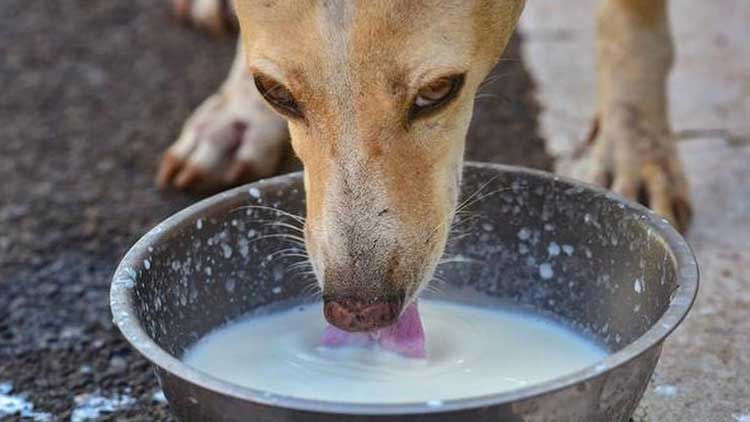 യു.എസിൽ ഒരു വളർത്തു നായ്​ക്ക്​ കൂടി കോവിഡ്​; രോഗം ബാധിച്ചത്​ ഉടമസ്​ഥനിൽനിന്ന്​