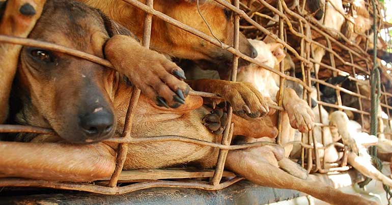 dog-meat-trade.jpg