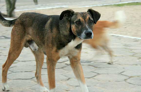 പെ​രു​മ്പ​ട​പ്പി​ൽ വ​ള​ർ​ത്തു​നാ​യ്​​ക്ക​ളെ ഉ​പേ​ക്ഷി​ക്കു​ന്നു; ആ​ശ​ങ്ക​യോ​ടെ നാ​ട്ടു​കാ​ർ