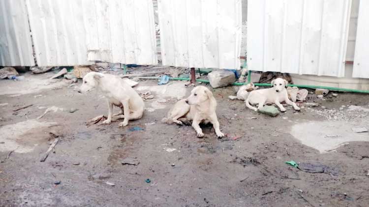 യാ​ത്ര​ക്കാ​ർ​ക്ക്​ ഭീ​ഷ​ണി​യാ​യി തെ​രു​വു​​നാ​യ സാ​ന്നി​ധ്യം കൂ​ടി​വ​രു​ന്നു