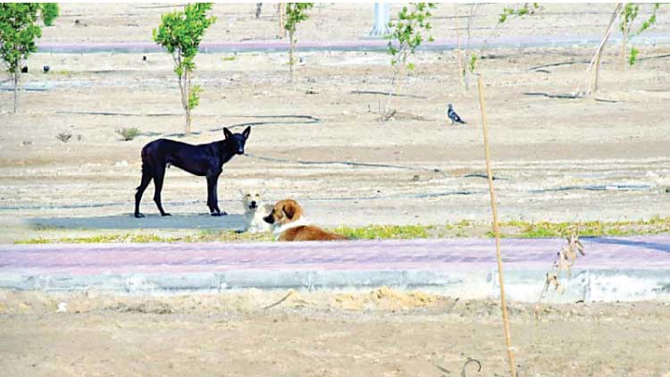 ദ​മ്മാം കി​ങ് ഫ​ഹ​ദ് പാ​ർ​ക്കി​ൽ തെ​രു​വു​നാ​യ്​ ശ​ല്യം