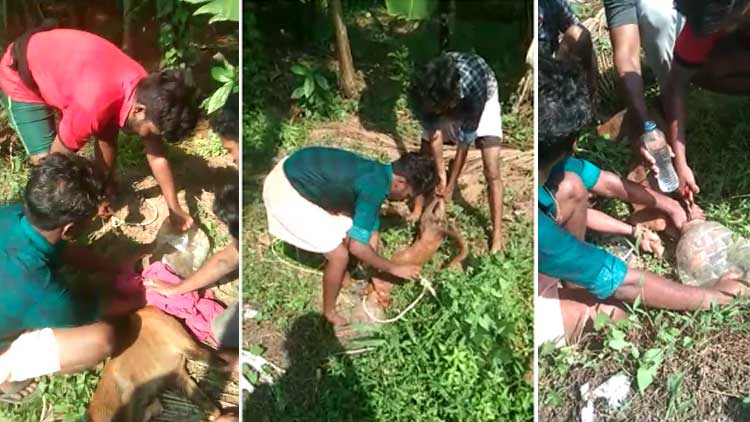 പ്ലാസ്റ്റിക് ഭരണിയിൽ ലോക്കായി തെരുവുനായ്​;  ​സ്വതന്ത്രമാക്കാൻ കൈകോർത്ത്​ യുവാക്കൾ