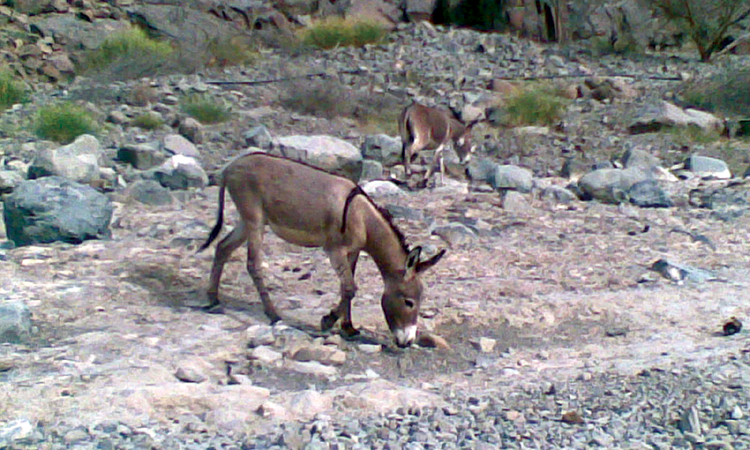 വേനല്‍ ചൂട്​ സഹിക്കാനാവാതെ മൃഗങ്ങൾ