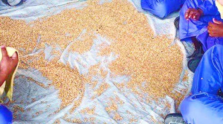 ശു​വൈ​ഖ്​ തു​റ​മു​ഖ​ത്ത്​ വീ​ണ്ടും വ​ൻ മ​യ​ക്കു​മ​രു​ന്നു​വേ​ട്ട