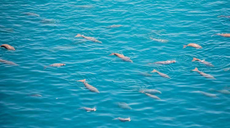 ഉപരിതല മത്സ്യബന്ധനത്തിന് കർശന നിയന്ത്രണം; അബൂദബിയിൽ ‘ഡുഗോങ്സ്’ മരണ നിരക്ക് കുറഞ്ഞു