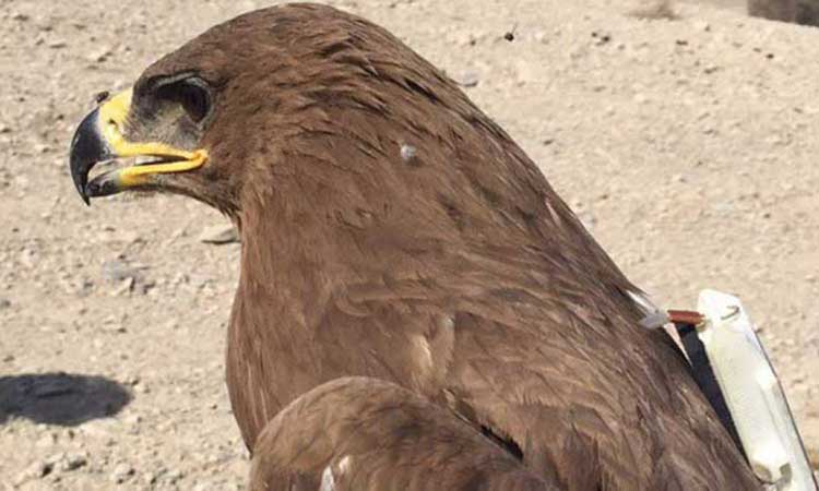 ഒ​മാ​നി​ൽ ടാ​ഗ്​ചെ​യ്​​ത കാ​യ​ൽ​പ്പ​രു​ന്തു​ക​ൾ പ​റ​ന്ന​ത്​ 70,000 കി​ലോ​മീ​റ്റ​ർ