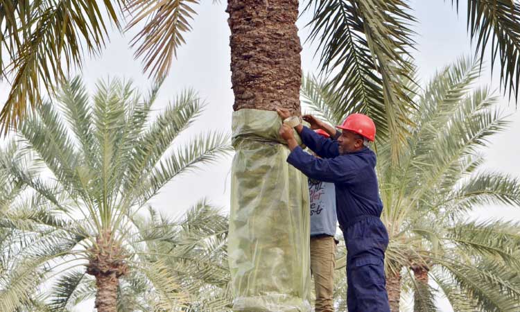 ഈന്തപ്പനയിലെ പുഴുശല്യത്തിനെതിരെ പ്രതിരോധ പ്രവര്‍ത്തനം നടത്തി