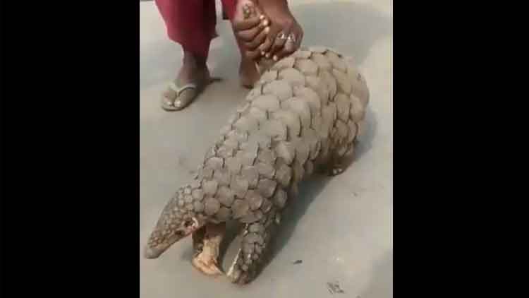 ഈനാംപേച്ചിയെ ഗ്രാമവാസികളിൽനിന്ന്​ രക്ഷപ്പെടുത്തി -Video