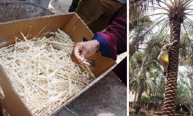 കാരക്കത്തോട്ടങ്ങൾക്കിത്​ പ്രജനനകാലം