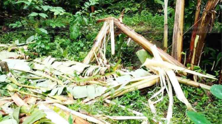 മുത്തപ്പൻപുഴയിൽ കാട്ടാന ആക്രമണത്തിൽ കൃഷിനാശം മുത്തപ്പൻപുഴയിൽ കാട്ടാന ആക്രമണത്തിൽ കൃഷിനാശം