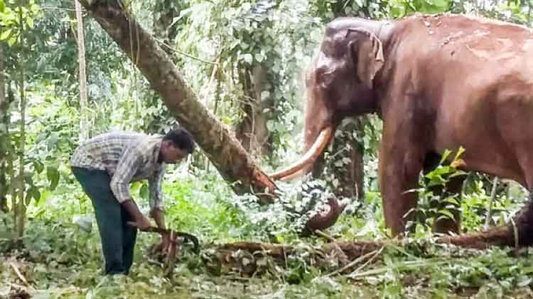 കടുവയെ പിടിക്കാൻ എത്തിച്ച കുങ്കി ആന ഇടഞ്ഞു; വനംവകുപ്പിന്​ ഇരട്ടി തലവേദന