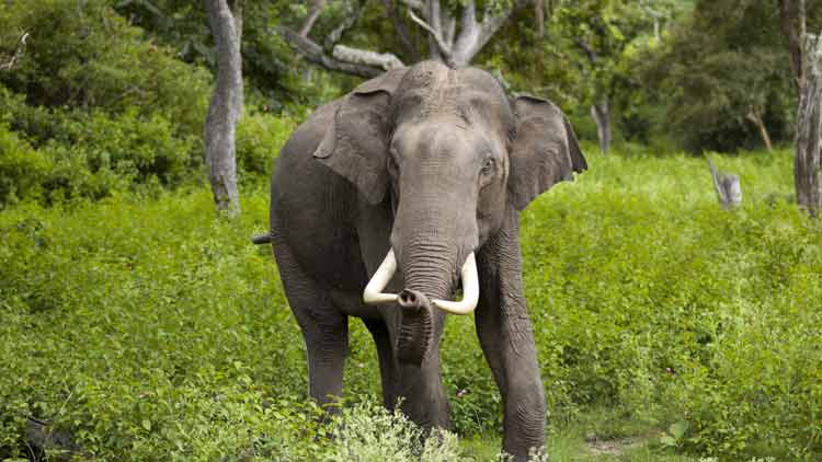 കാട്ടാന വന്നാൽ എന്ത്​ കാട്ടാനാ!