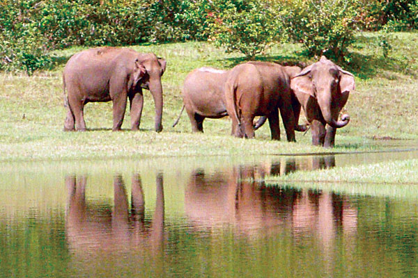 പെരിയാര്‍ കടുവാ സങ്കേതത്തില്‍നിന്ന് 20 ആനകളെ വേട്ടയാടി