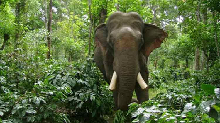 elephant-26420.jpg elephant-26420.jpg