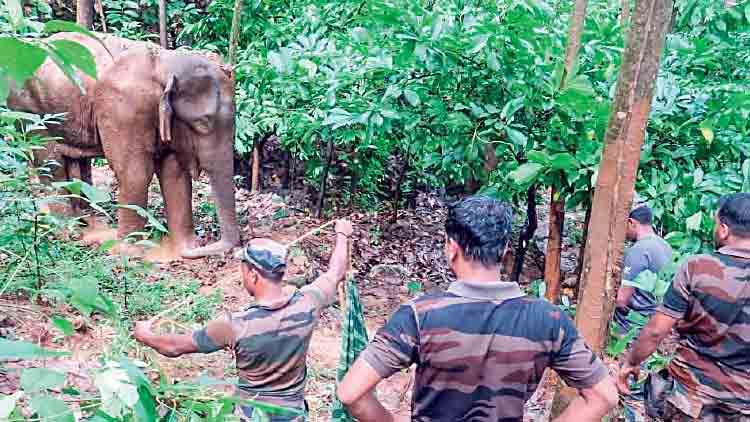 കരുവാരക്കുണ്ടിൽ പരിക്കേറ്റ നിലയിൽ കണ്ടെത്തിയ കാട്ടാന ചരിഞ്ഞു