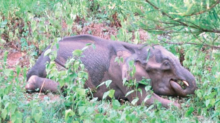 elephant-death elephant-death