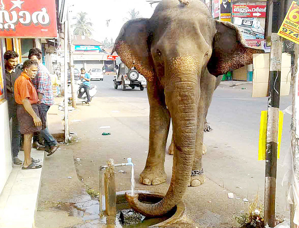 289 ആനകള്‍ക്ക് ഉടമകളെ ‘സൃഷ്ടിക്കാന്‍’ അണിയറ നീക്കം