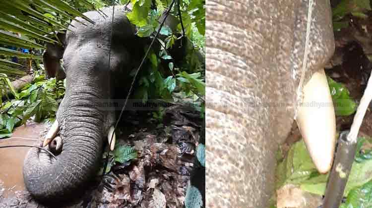 elephant-electric-shock