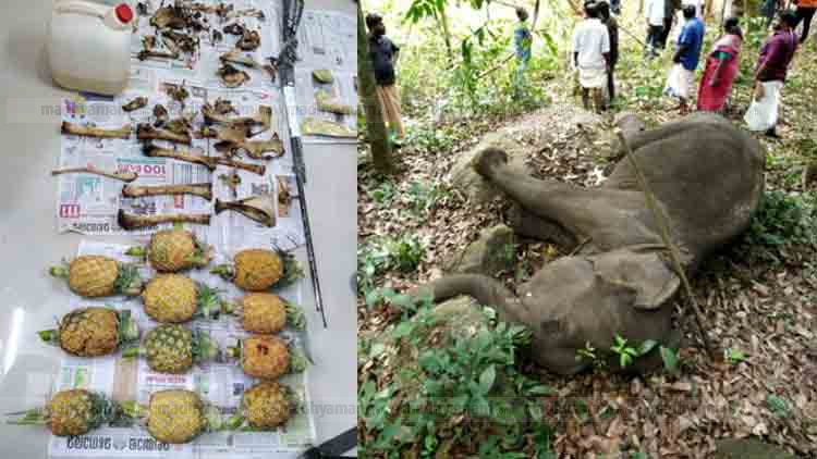 പൈനാപ്പിളിൽ പൊതിഞ്ഞ് പടക്കം; ലക്ഷ്യം വേട്ടഇറച്ചി, ഇരകളാകുന്നത് ആനകൾ