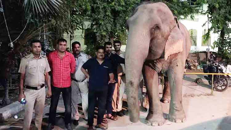 elephant-laxmi-jumbo