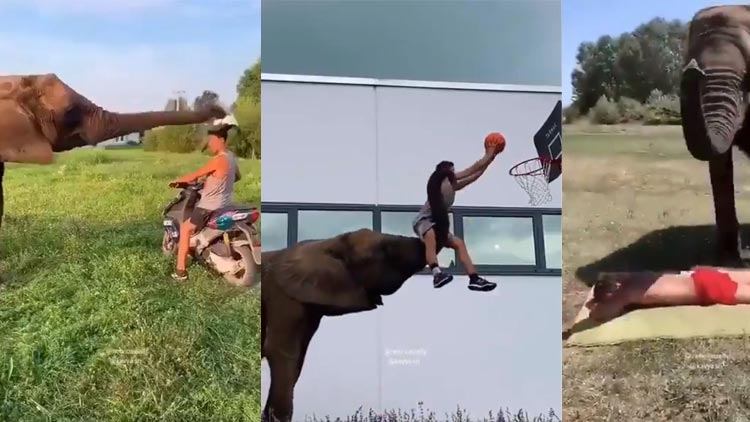 ഹെൽമറ്റ്​ ഓർമിപ്പിക്കും, ബാസ്​കറ്റ്​ ബാൾ കളിക്കും, മസാജ്​ ചെയ്യും-‘ഹാഥി മേരേ സാഥി’ വിഡിയോ കാണാം