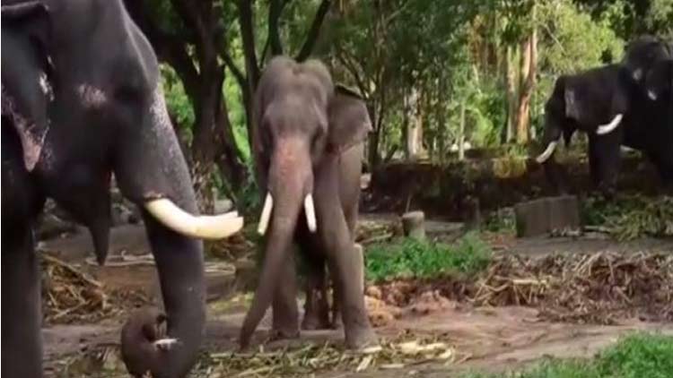 elephant-owners elephant-owners