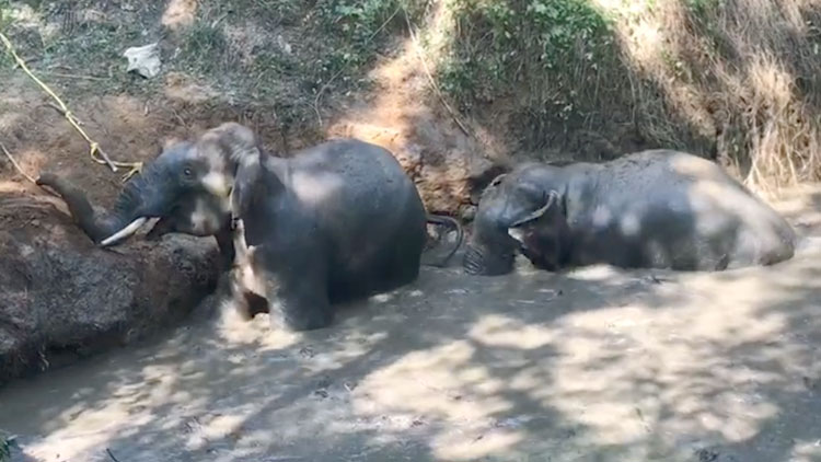 കുളത്തിൽ വീണ കാട്ടാനകളെ രക്ഷിച്ചു VIDEO