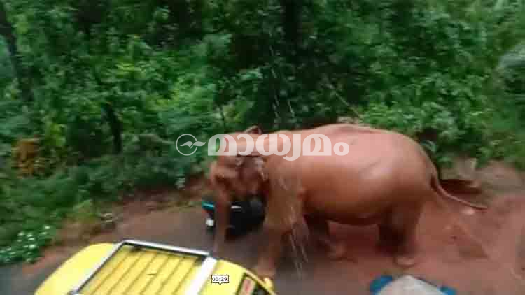 നാടിനെ വിറപ്പിച്ച്​ കാട്ടാന; കൊട്ടിയൂരിൽ വീട്ടുമുറ്റത്ത്​ ആനയിറങ്ങി -VIDEO