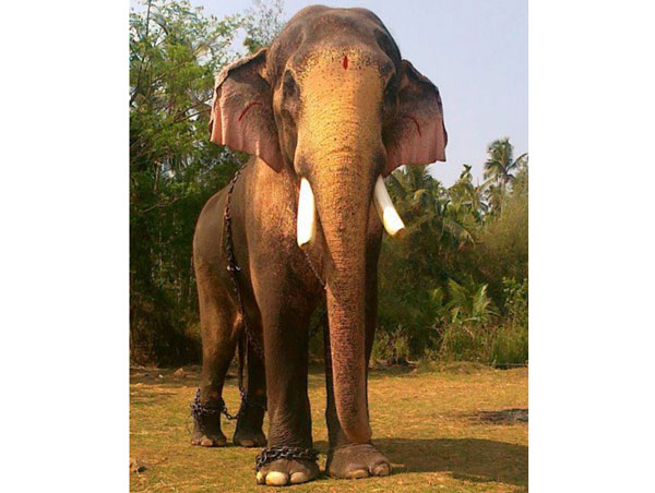 തെച്ചിക്കോട്ടുകാവ് രാമചന്ദ്രനെ അപായപ്പെടുത്താന്‍ ശ്രമം