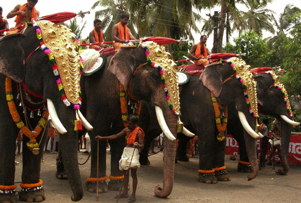 ആനകള്‍ക്ക് രജിസ്‌ട്രേഷന്‍ നിര്‍ബന്ധം -സുപ്രീംകോടതി