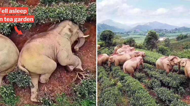 ആനയെ തിരികെ കൊണ്ടുവരാന്‍ മൂന്നംഗ സംഘം ബംഗ്ലാദേശില്‍