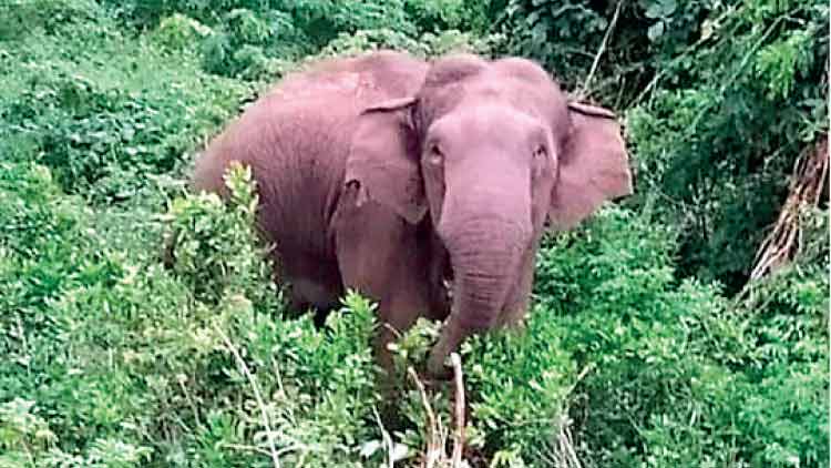 കള്ളിച്ചിത്ര ആദിവാസി കോളനിയില്‍ കാട്ടാനക്കൂട്ടം കൃഷി നശിപ്പിച്ചു