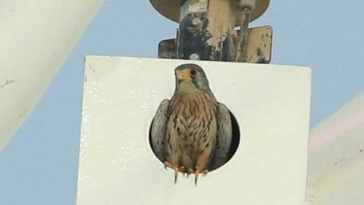 യൂ​​റേ​​ഷ്യ​​ന്‍ കെ​​സ്ട്ര​​ല്‍ വി​​ഭാ​​ഗം ഫാ​​ല്‍ക്ക​​നു​​ക​ൾ ഖ​ത്ത​റി​ൽ