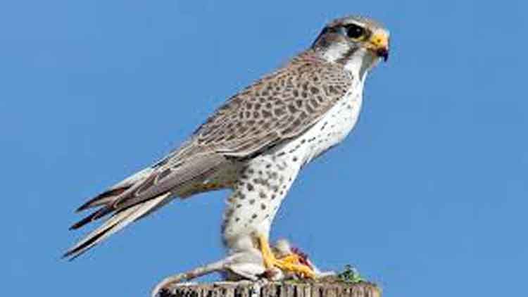 വം​ശ​നാ​ശ ഭീ​ഷ​ണി നേ​രി​ടു​ന്ന ജീ​വി​ക​ളെ വേ​ട്ട​യാ​ടി​യാ​ൽ 5000 ദീ​നാ​ർ പി​ഴ