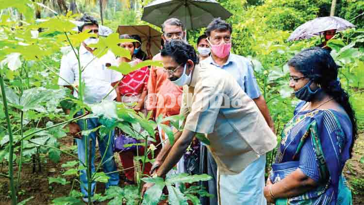 സം​യോ​ജി​ത കൃ​ഷി​യി​ൽ നൂ​റ്​ മേ​നി കൊ​യ്​​ത്​ ശി​വ​ദാ​സ​ൻ