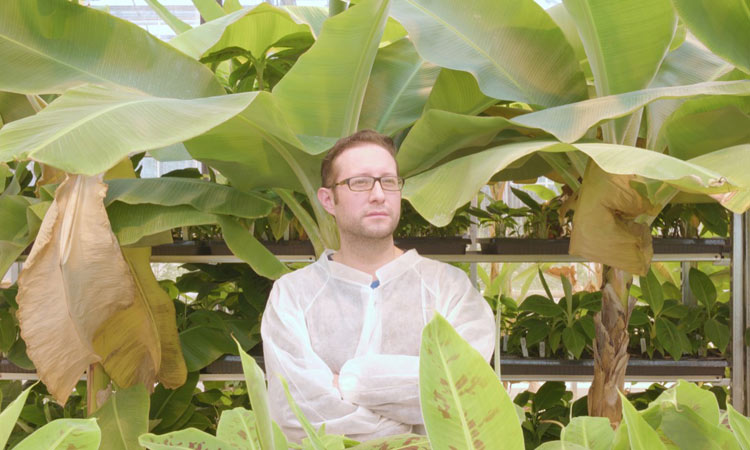 ഒരുതരി മണ്ണില്ലാതെ വാഴകൃഷി; മേഡ് ഇൻ ഹോളണ്ട്