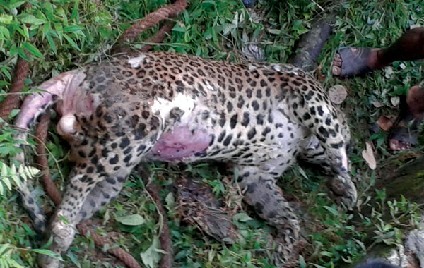 മാങ്കുളത്ത് കൃഷിയിടത്തിലെ കിണറ്റില്‍ പുള്ളിപ്പുലിയുടെ ജഡം