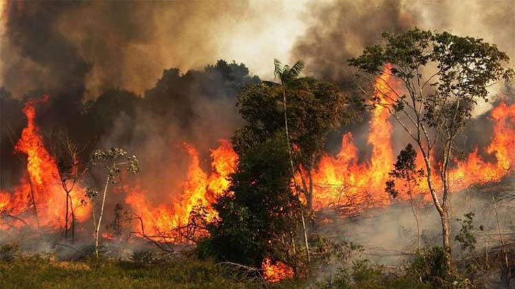 fire-at-amazone-rainforest.