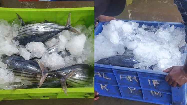 തമിഴ്നാട്ടിൽ വളമായി മാറ്റിവെച്ച 8056 കിലോ മത്സ്യം കേരളത്തിലേക്ക് കടത്തിയത് പിടികൂടി