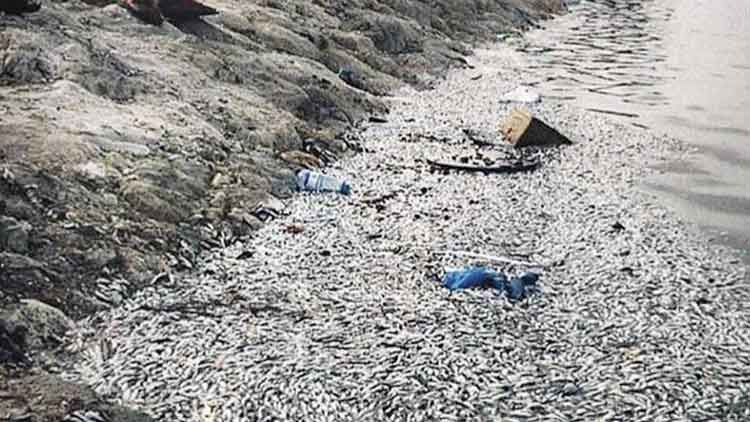 മല്‍സ്യം ചത്തുപൊങ്ങിയ സംഭവം:  പരിസ്ഥിതി വിഭാഗം അന്വേഷണം നടത്തി