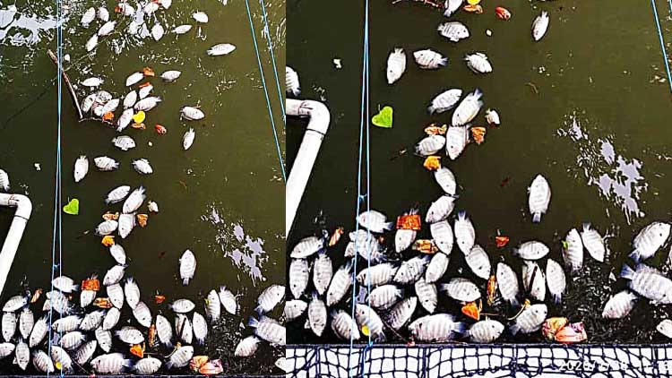 വി​ഷ​ജ​ലം തുറന്നുവിട്ടു; യുവാക്കളുടെ ല​ക്ഷ​ങ്ങ​ളു​ടെ ക​രി​മീ​ൻ ച​ത്തു​പൊ​ങ്ങി