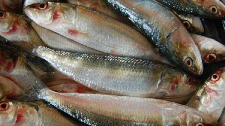 ഭക്ഷ്യസാധനങ്ങളിൽ സർവത്ര മായം; പരിശോധന പേരിനുപോലുമില്ല