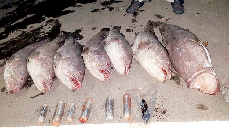 മ​ത്സ്യ​ത്തി​നു​ള്ളി​ൽ ഒ​ളി​പ്പി​ച്ച്​  മ​യ​ക്കു​മ​രു​ന്ന്​ ക​ട​ത്താ​ൻ ​ശ്ര​മം