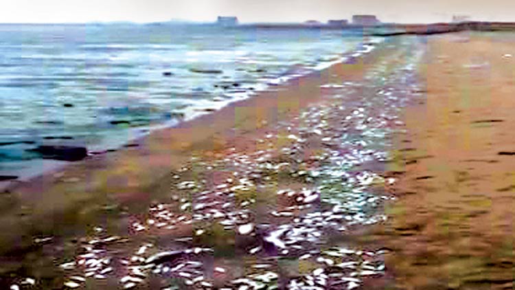 സു​ലൈ​ബീ​കാ​ത്ത് ക​ട​ലോ​ര​ത്ത്  മ​ത്സ്യ​ങ്ങ​ൾ ച​ത്തു​പൊ​ങ്ങി