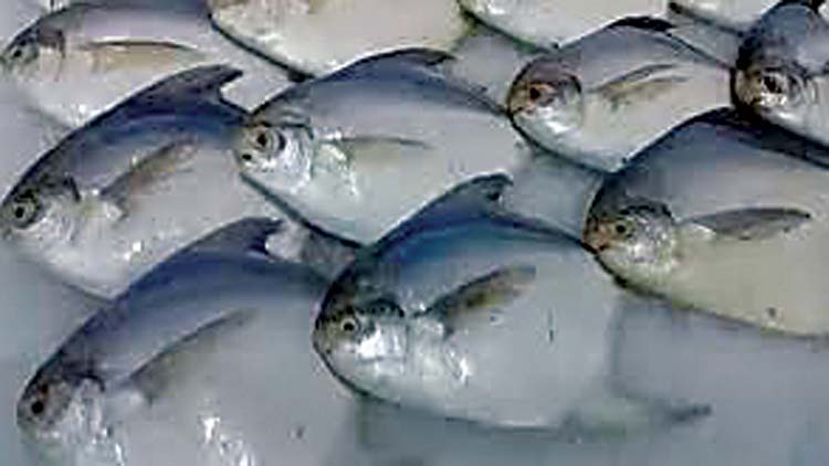 ആ​വോ​ലി പി​ടി​ക്കുന്നതിന്​ നി​രോ​ധ​നം ഇനി  നാ​ലു​ദി​വ​സം​ കൂ​ടി