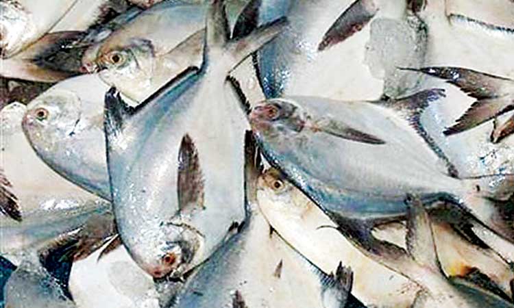 ആ​വോ​ലി പി​ടി​ത്ത നി​രോ​ധ​നം  ജൂ​ൺ ഒ​ന്നു​മു​ത​ൽ