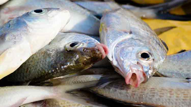 ഖത്തറിൽ മ​​​ത്സ്യ​​​ങ്ങ​​​ളു​​​ടെ​ വി​​ല ഇ​​നി  മ​​​ന്ത്രാ​​​ല​​​യം തീ​​രു​​മാ​​നി​​ക്കും