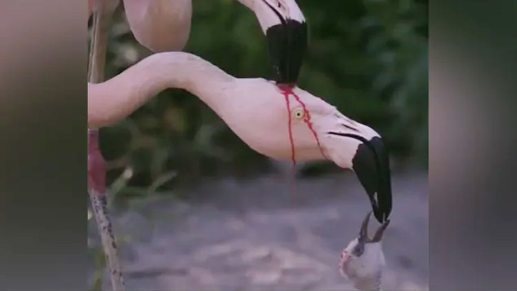 ചോരചിന്തുന്ന പോരാട്ടമല്ല; വിസ്മയിപ്പിക്കും ഫ്ലമിംഗോകളുടെ ജീവിതം -VIDEO