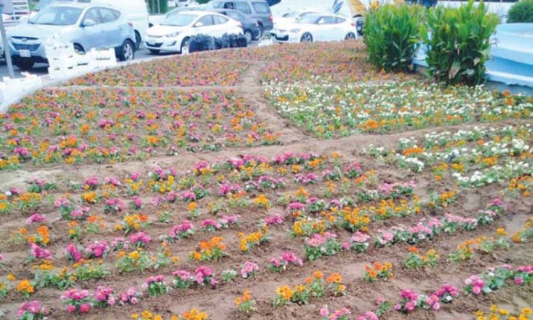 മുസ്​ദലിഫ  പുഷ്​പമേള: പൂച്ചെടികൾ മക്കയുടെ വിവിധ ഭാഗങ്ങളിൽ നട്ടുപിടിപ്പിച്ചു